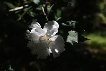Hibiscus syriacus