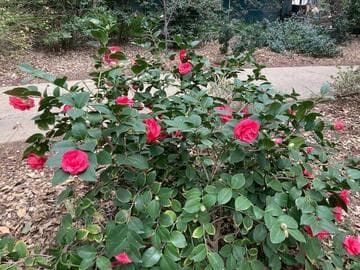 Camellia japonica 'Lady Campbell'