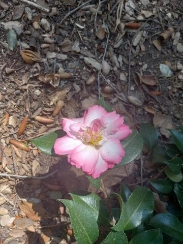 Camellia sasanqua 'Double Rainbow'