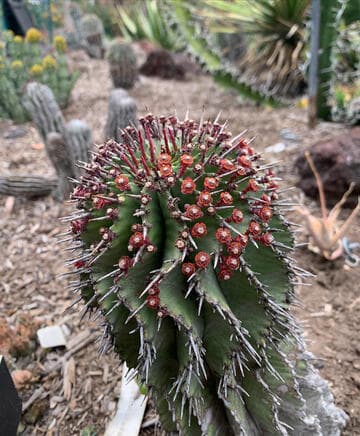 Euphorbia horrida var. noorsveldensis