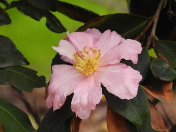 Camellia sasanqua 'Rosy Mist'