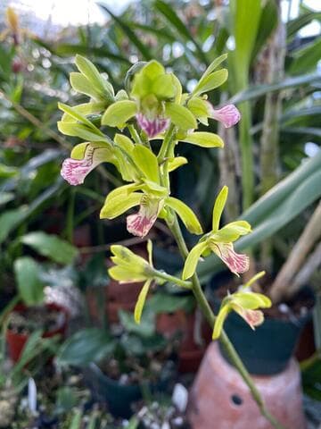 Oeceoclades splendida