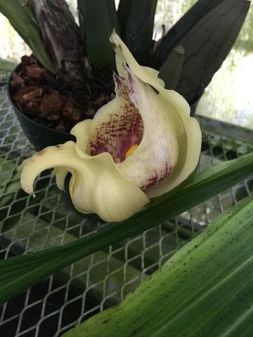 Anguloa cliftonii 'Huntington's Monster' HCC/AOS