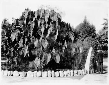 Elephant Ears, St. James Park