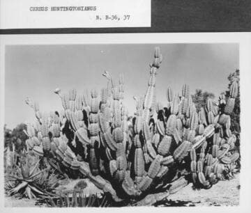 Cereus huntingtonianus