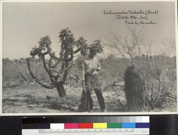 Echinocactus hertrichii in its native habitat