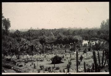 Desert garden, general view, circa 1910