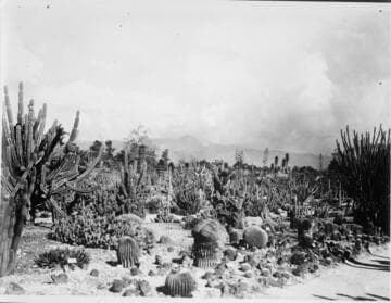 Desert garden, general view, circa 1932