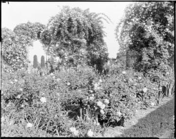Rose and eugenias in the rose gardens, circa 1920