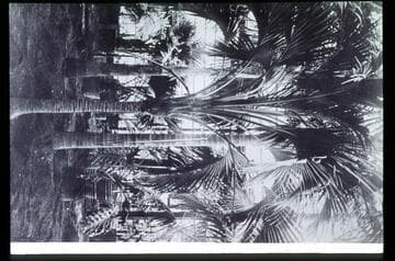 Palms in lath house, circa 1912